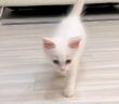 名前を呼ぶと駆け寄ってくる子猫