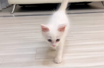 名前を呼ぶと駆け寄ってくる子猫