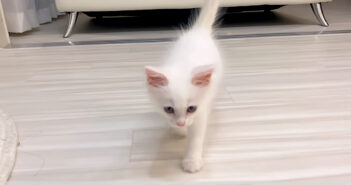 名前を呼ぶと駆け寄ってくる子猫