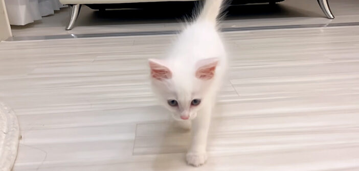 名前を呼ぶと駆け寄ってくる子猫