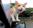 猫寺で車に乗ってきた猫