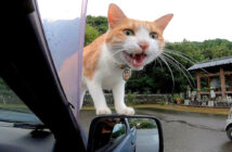 猫寺で車に乗ってきた猫