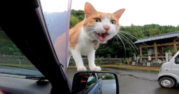 猫寺で車に乗ってきた猫
