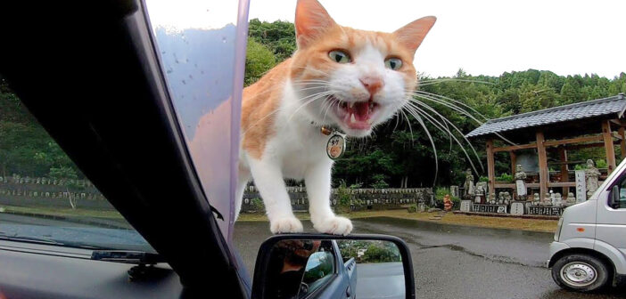 猫寺で車をとめたら、すぐに猫が乗ってきて歓迎してくれた♪ さらに他の猫達も続々と挨拶しにやってきた (*´ω｀*)