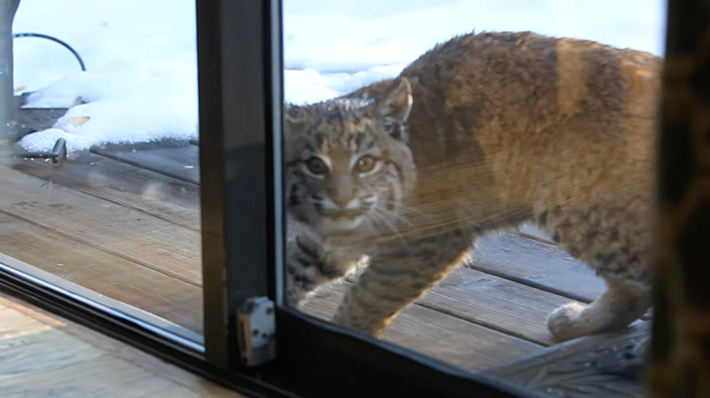 家の中を覗いてきたボブキャット