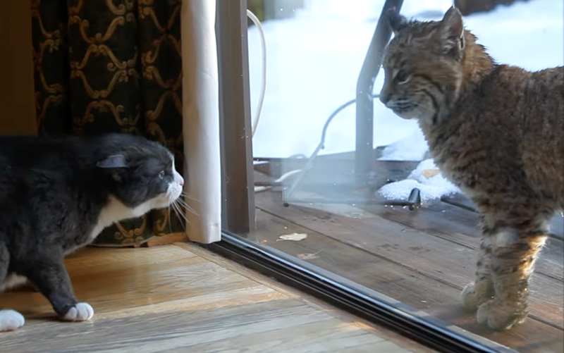 猫vsボブキャット