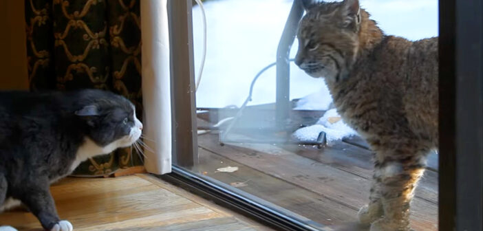 猫vsボブキャット