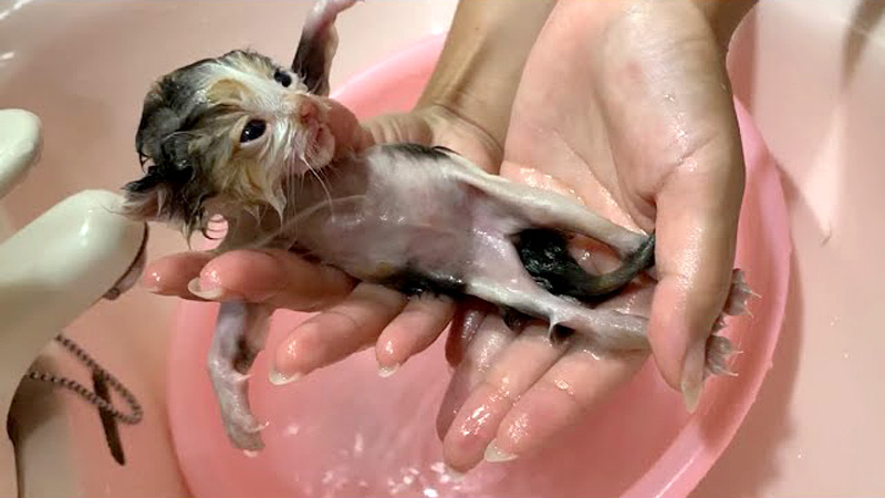 ノミだらけの体をシャンプーする子猫