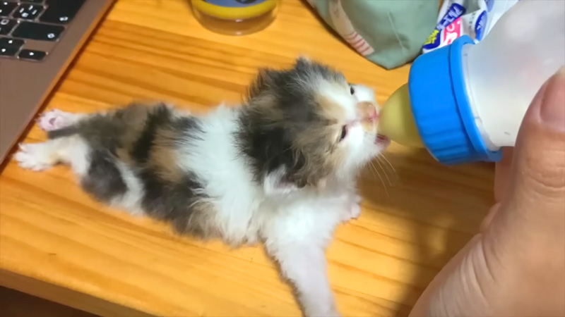 お風呂上がりにミルクを飲む子猫