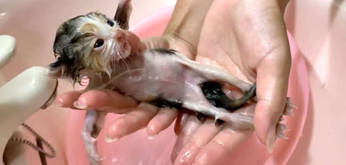 ノミだらけの体をシャンプーする子猫