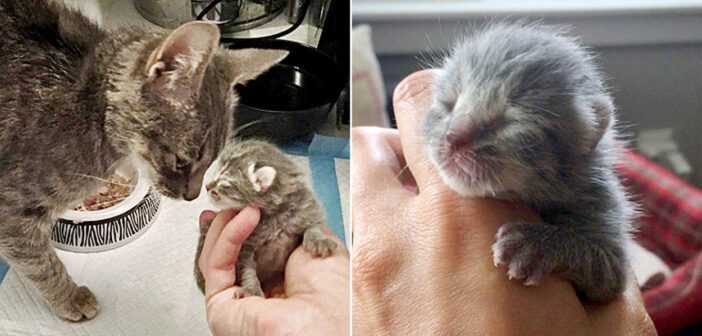 保護猫と子猫