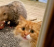オポッサムと猫