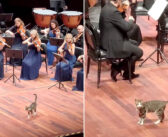 オーケストラの演奏中に現れて、ステージの上を闊歩し始めた猫さん。その可愛い姿が観客の視線を釘付けに ( *´艸`)