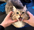 オヤツをもらえて嬉しい猫