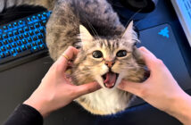 オヤツをもらえて嬉しい猫