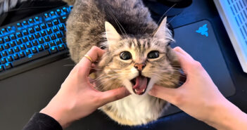 オヤツをもらえて嬉しい猫さん。一つ一つを丁寧に味わって、可愛い仕草でおねだりする姿にキュンとする ( *´艸`)♡ オヤツをもらえて嬉しい猫