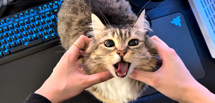オヤツをもらえて嬉しい猫