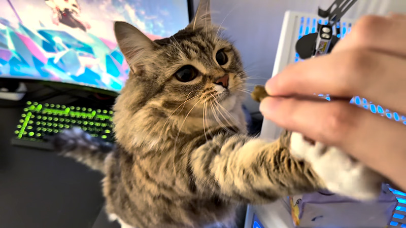 オヤツが欲しい猫