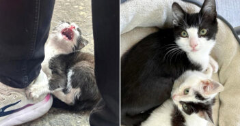 靴にしがみつく子猫