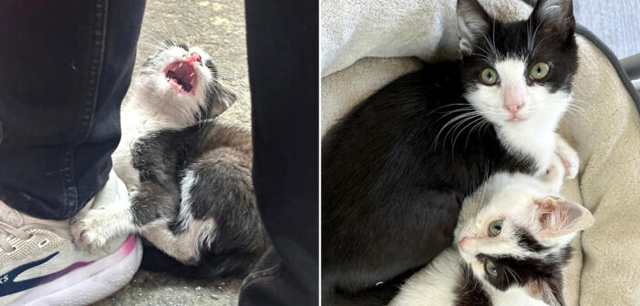 靴にしがみつく子猫