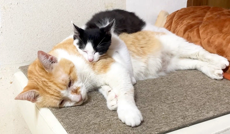 いつも先住猫の背中で眠る子猫