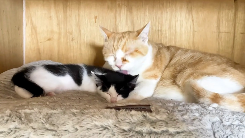 先住猫に毛づくろいされる子猫