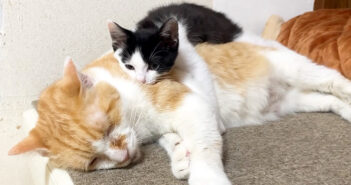 先住猫がどこに行っても背中の上で寝る子猫。そんな甘えん坊すぎる子猫に対する先住猫の行動がとっても優しかった♡ いつも先住猫の背中で眠る子猫