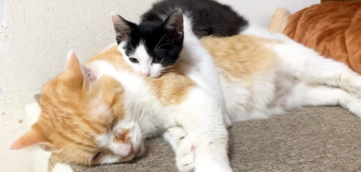 いつも先住猫の背中で眠る子猫