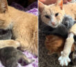 我が子を亡くした母猫