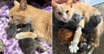 我が子を亡くした母猫
