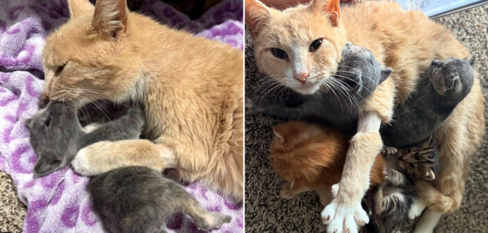 大切な我が子を失い、悲しみに暮れていた母猫。幼い子猫達に会うと一瞬で輝きを取り戻し、全ての愛情を注ぎ続ける