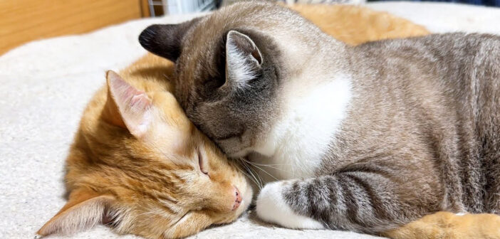 寂しくて寄り添う猫