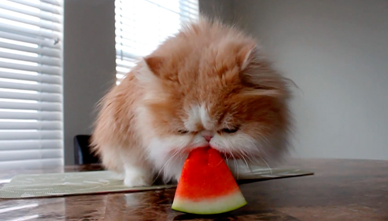 スイカにかぶりつく猫