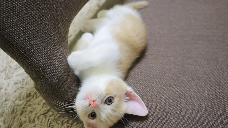 かまってアピールする子猫