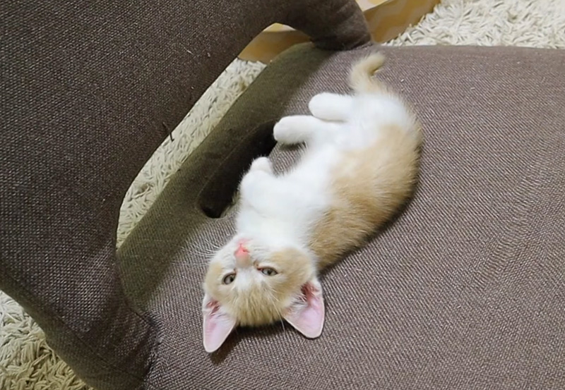 急にスイッチが切れた子猫