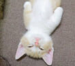 無防備なヘソ天姿で眠る子猫
