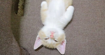 無防備なヘソ天姿で眠る子猫