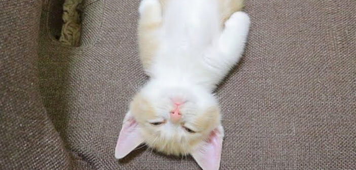 無防備なヘソ天姿で眠る子猫