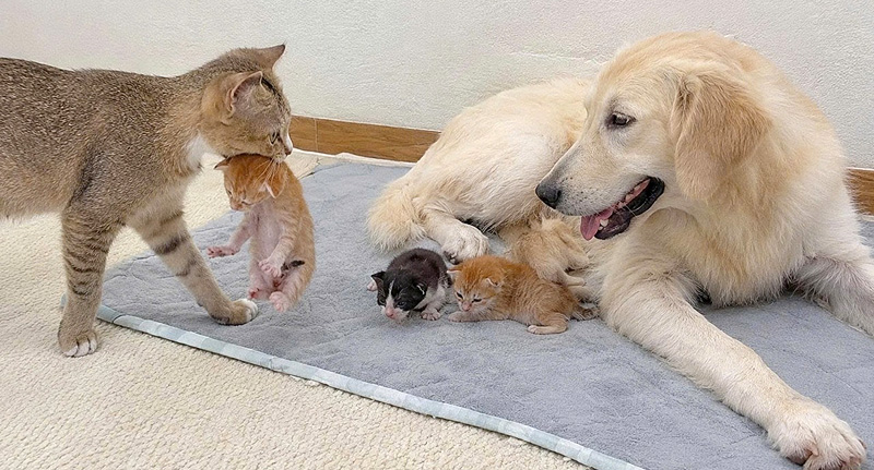 犬の元に子猫達を連れていった母猫