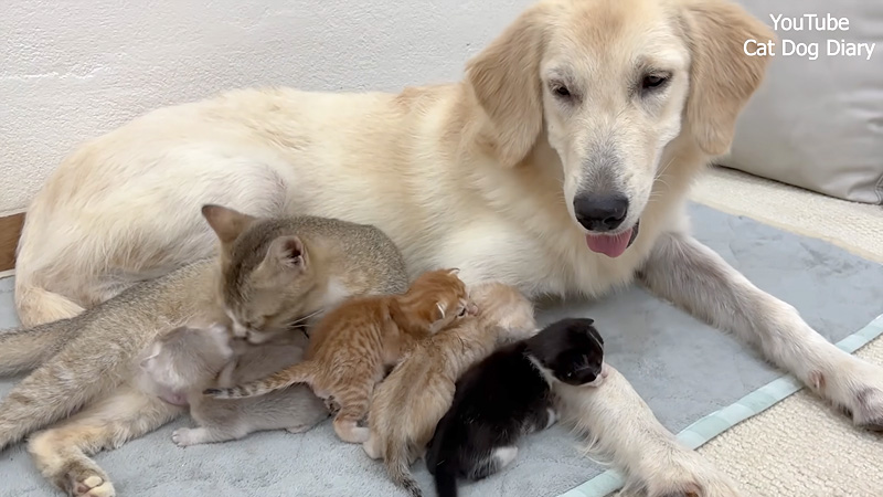 一緒に子育てする母猫と犬
