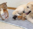 犬の元に子猫達を連れていった母猫