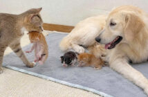 犬の元に子猫達を連れていった母猫