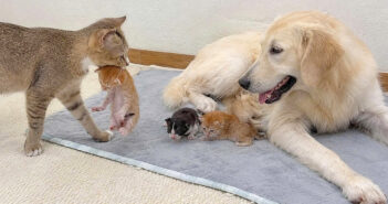 犬の元に子猫達を連れていった母猫