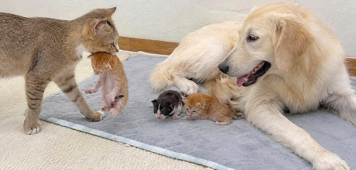 犬の元に子猫達を連れていった母猫