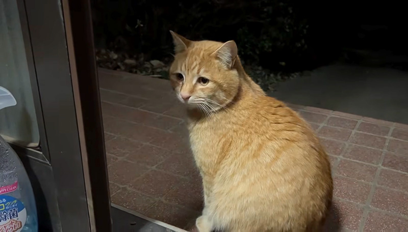 助けを求めてきた野良猫
