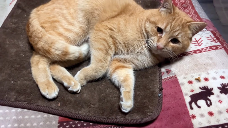 ベッドでくつろぐの野良猫