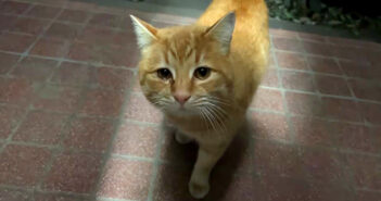 救いを求めて玄関から離れない野良猫