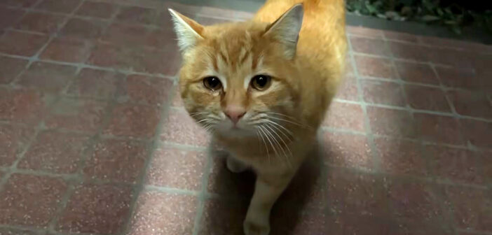 救いを求めて玄関から離れない野良猫