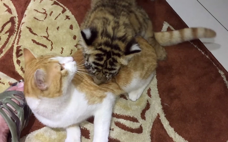 猫に飛びかかる子トラ