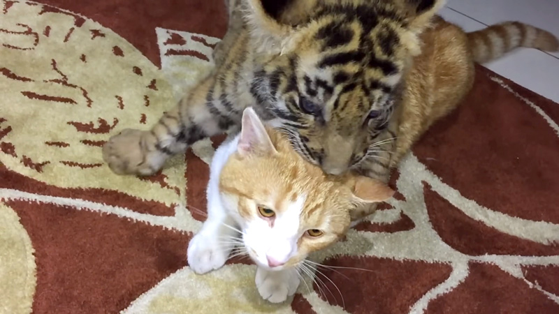 猫に飛びかかる子トラ